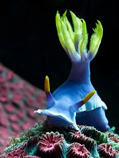A nudibranch on a coral reef